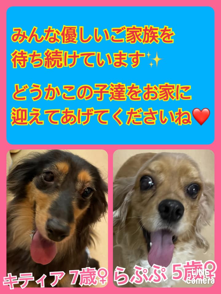 🐾今日の里親様募集中ワンコ🐶メンバーです🐾2021,6,23